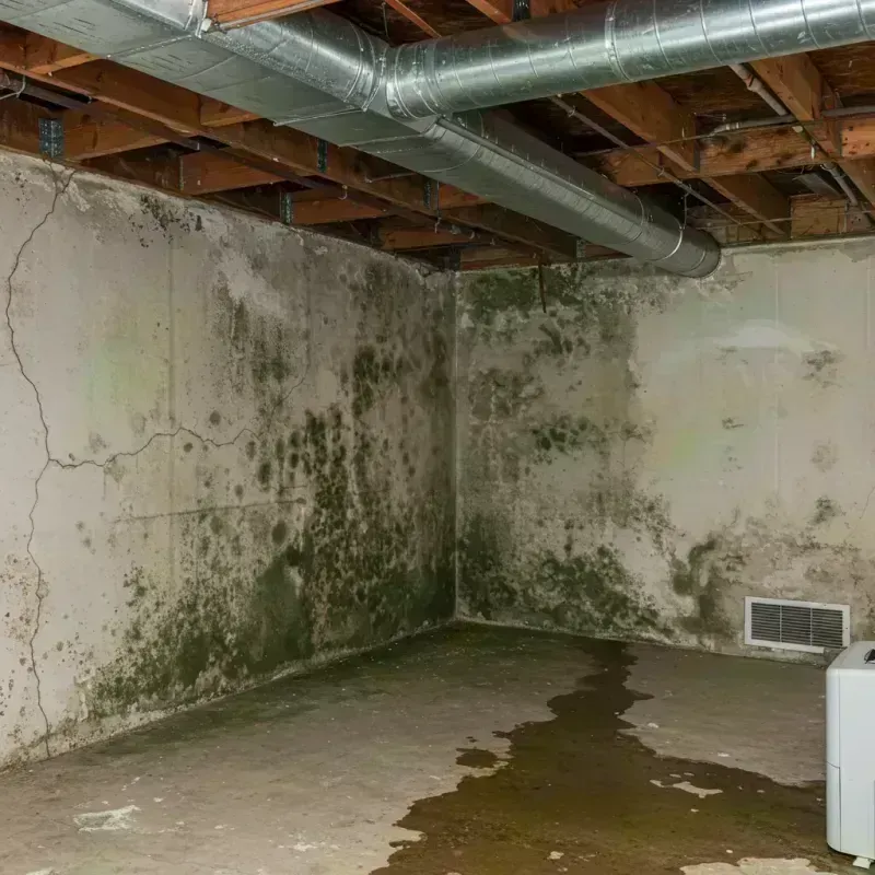 Professional Mold Removal in Placentia, CA